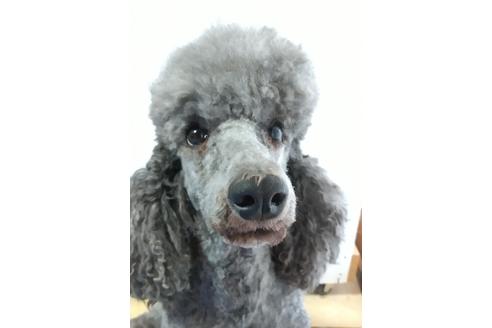 販売中のスタンダードプードルの親犬