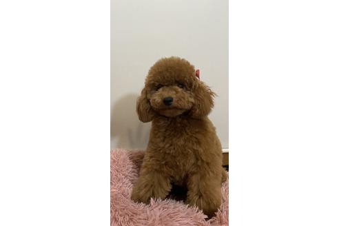 販売中のトイプードルの親犬