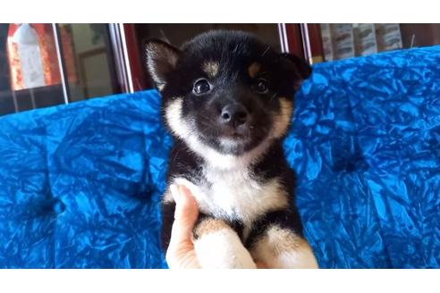 沖縄県で柴犬の子犬を探す ブリーダーナビ