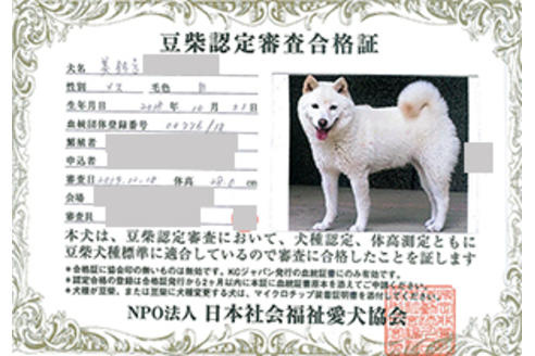 販売中の豆柴の親犬