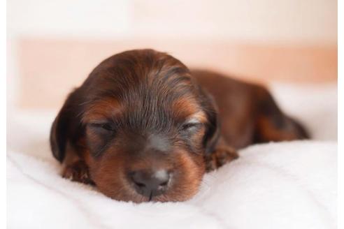 ミニチュアダックスフンドの子犬を探す ブリーダーナビ