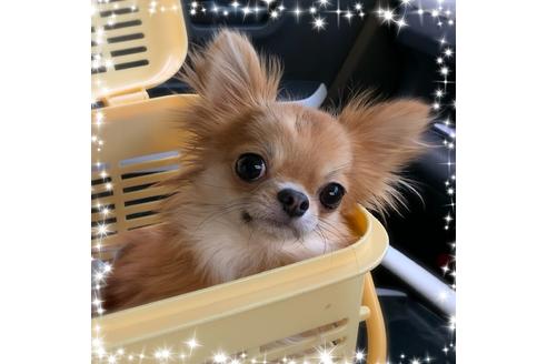 販売中のチワワ(ロングコート)の親犬