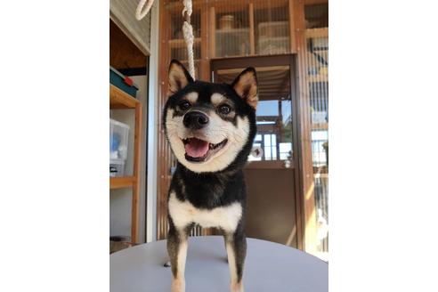 販売中の豆柴の親犬