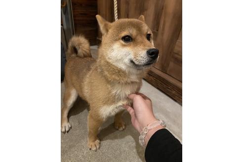 販売中の豆柴の親犬