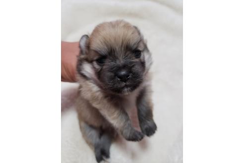 ポメラニアンでクリームの子犬を探す ブリーダーナビ ポメラニアンでクリームの子犬を探す ブリーダーナビ