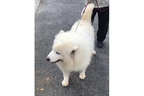 販売中のサモエドの親犬