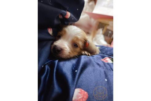 東京都のスムースヘアードミニチュアダックスフンド 女の子 21 02 21生まれ 珍しいブルーアイ ダックス 子犬id ブリーダー ナビ 東京都のスムースヘアードミニチュアダックスフンド 女の子 21 02 21生まれ 珍しいブルーアイ ダックス 子犬id ブリーダー ナビ