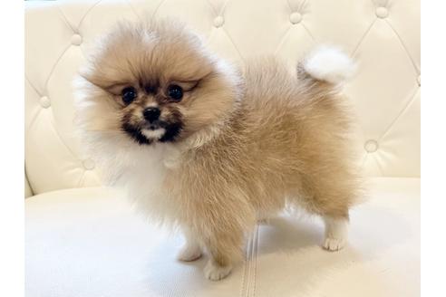 滋賀県でポメラニアンの子犬を探す ブリーダーナビ 滋賀県でポメラニアンの子犬を探す ブリーダーナビ