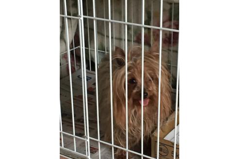 販売中のヨークシャーテリアの親犬