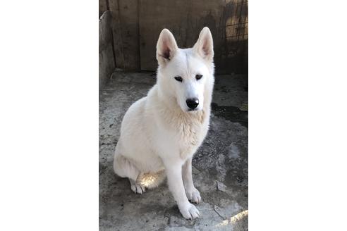 販売中のサモエドの親犬