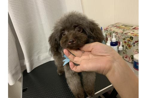 販売中のタイニープードルの親犬