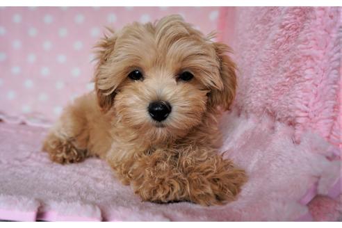 長崎県のマルプー 女の子 21 01 08生まれ 元気でかわいい女の子 子犬id ブリーダーナビ