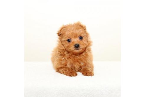 熊本県のポメプー 女の子 21 02 25生まれ トイプードルxポメラニアン 彡 子犬id ブリーダーナビ 熊本県のポメプー 女の子 21 02 25生まれ トイプードルxポメラニアン 彡 子犬id ブリーダーナビ