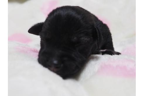 ミニチュアシュナウザーの子犬を探す ブリーダーナビ