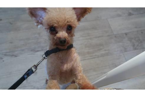 販売中のティーカッププードルの親犬
