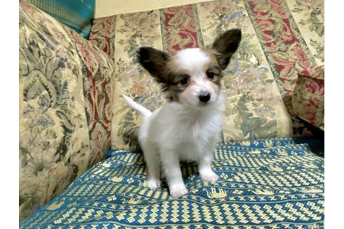パピヨンの子犬を探す ブリーダーナビ