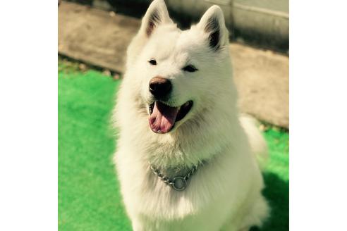 販売中のサモエドの親犬