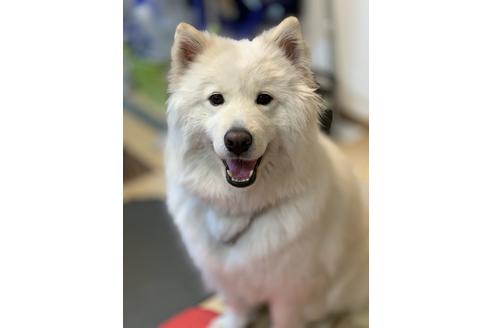 販売中のサモエドの親犬