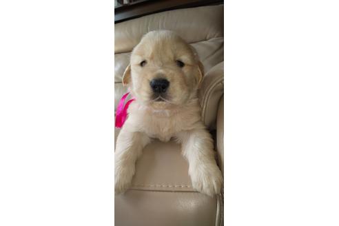 ゴールデンレトリーバーの子犬を探す ブリーダーナビ ゴールデンレトリーバーの子犬を探す ブリーダーナビ