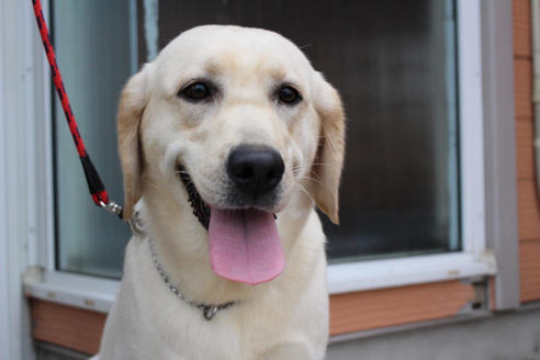 販売中のラブラドールレトリーバーの親犬