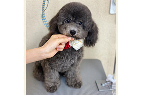 販売中のタイニープードルの親犬