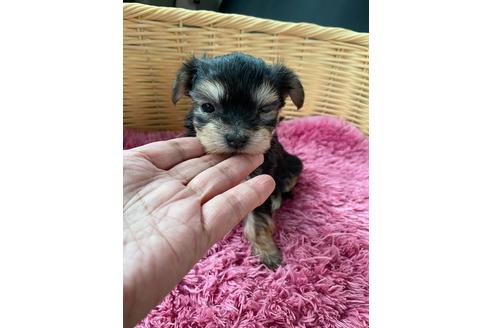 秋田県のミックス犬 女の子 21 03 03生まれ マルキー 抜け毛 体臭ほとんどなく飼育しやすいわんちゃん この子のありのままをご理解いただける方にお譲りします 子犬id ブリーダーナビ 秋田県のミックス犬 女の子 21 03 03生まれ マルキー 抜け毛 体臭ほとんどなく飼育しやすいわんちゃん この子のありのままをご理解いただける方にお譲りします 子犬id ブリーダーナビ