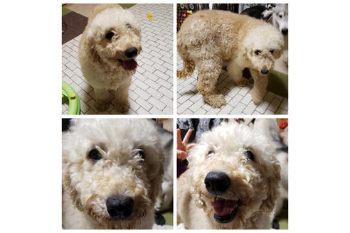 販売中のゴールデンドゥードル:ゴールデンレトリーバー×プードルの親犬