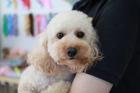 販売中のトイプードルの親犬