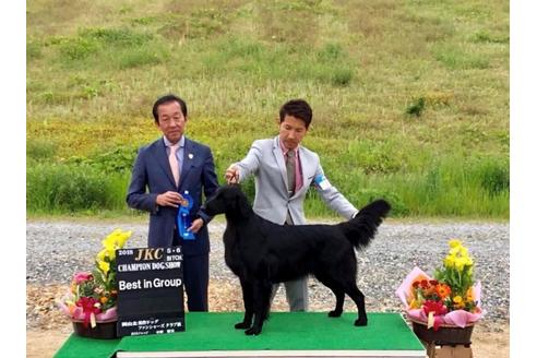 販売中のフラットコーテッドレトリーバーの親犬