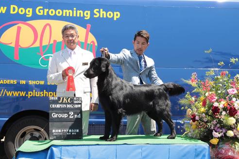 販売中のフラットコーテッドレトリーバーの親犬