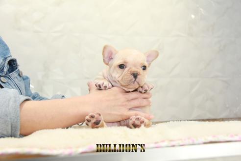 フレンチブルドッグの子犬を探す ブリーダーナビ