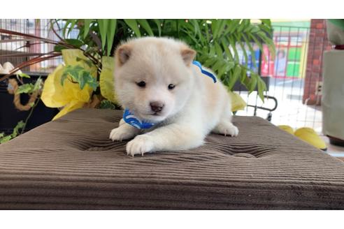 香川県の豆柴 男の子 21 03 09生まれ 希少犬 おっとり白豆柴くん 子犬id ブリーダーナビ