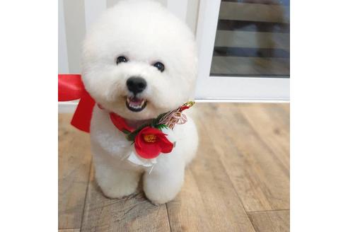 販売中のミックス犬の親犬