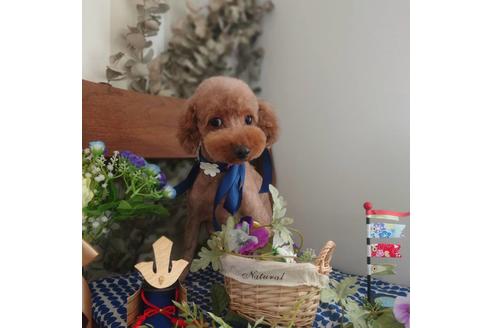 販売中のミックス犬の親犬