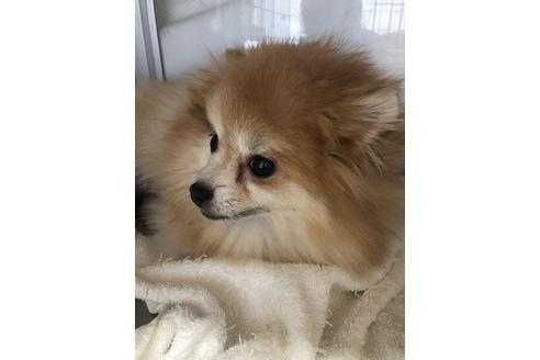 販売中のポメラニアンの親犬