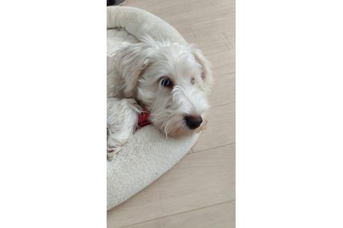 販売中のミニチュアシュナウザーの親犬