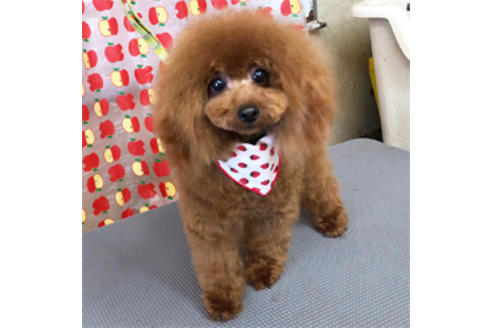 販売中のタイニープードルの親犬