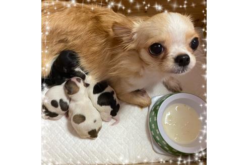 販売中のチワワ(ロングコート)の親犬