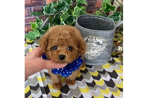 留守番が得意な犬種から子犬を探す 4ページ目 ブリーダーナビ 留守番が得意な犬種から子犬を探す 4ページ目 ブリーダーナビ