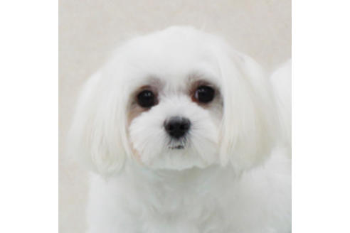 販売中のマルチーズの親犬