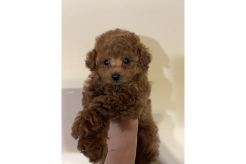 販売中のトイプードルの親犬
