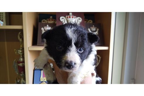 埼玉県のボーダーコリー 女の子 21 03 13生まれ お利口なボーダーコリーが産まれました 子犬id ブリーダーナビ