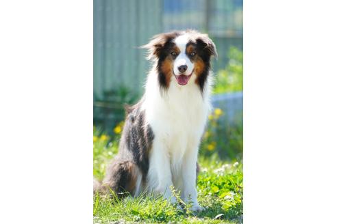 販売中のボーダーコリーの親犬