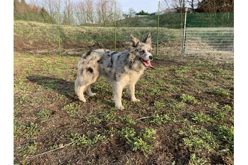 販売中のボーダーコリーの親犬