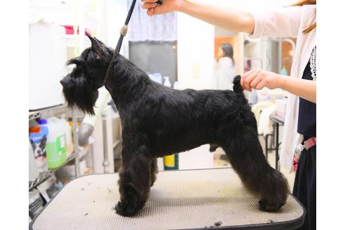 販売中のミニチュアシュナウザーの親犬
