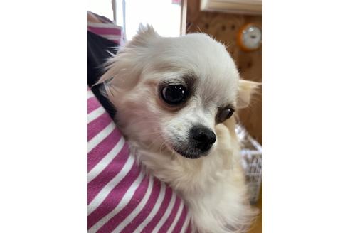 販売中のチワワ(ロングコート)の親犬