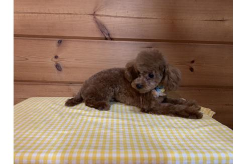 販売中のティーカッププードルの親犬