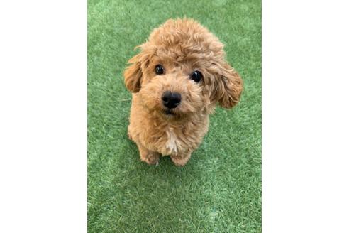 販売中のティーカッププードルの親犬
