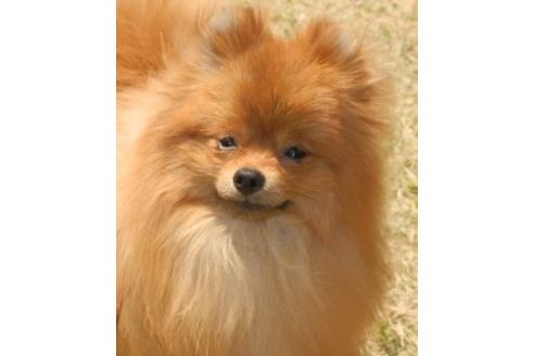 販売中のポメラニアンの親犬