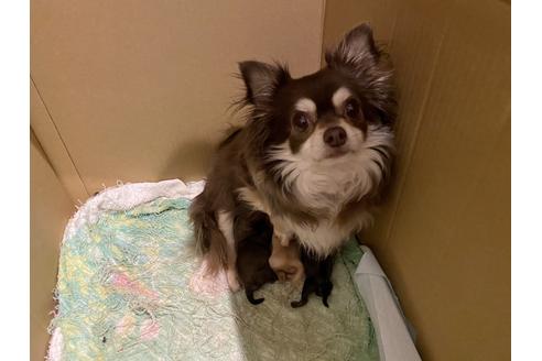 販売中のチワワ(ロングコート)の親犬